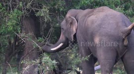 oh...shit gun shots on tusk elephants body. elephants are on risk at sri lanka