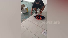 Shocked postal workers find 13ft-long KING COBRA writhing around inside parcel