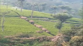 Officers in southern India use trumpet to disperse wild elephants from tea plantation