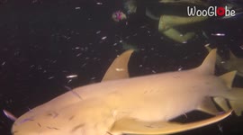 'Nurse Shark, blinded by the lights, accidentally bumps into diver'