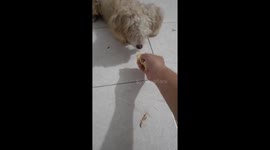 The dog has a hobby of eating durian