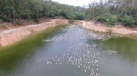 Aerial Footage Of Ducks Raised By Farmers Swimming In Suizhou, Hubei, China