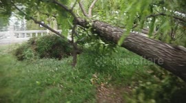 Fallen trees after a rainstorm in Haidian District, Beijing, China