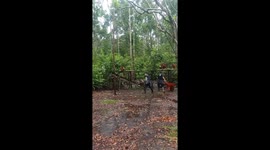 Orangutans Feeding Time, Wildlife Orangutans Conservation At Camp Leakey,
