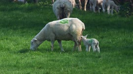 Spring lamb and mum enjoy the spring sunshine in Kent, UK