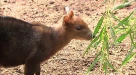 Young okapi explores the exhibit for the first time with mom closeby