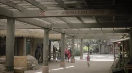 Follow Three Young Cheetah Cubs as They Take a Trip to the Animal Care Center