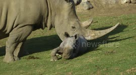 Watch as Baby Rhino