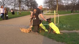 Belgian Malinois military dogs from London proudly wear flags of Ukraine as they exercise in a park