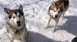 Our three Alaskan Malamutes love sharing our urban hen's fresh eggs