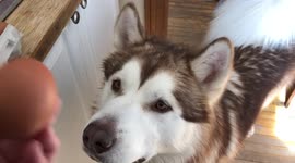 Our Three Alaskan Malamutes Get Cracking on  their delicious fresh egg treat