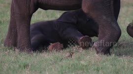 Elephant mother protects her adorable newborn baby