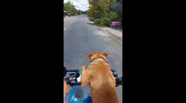 The dog is sitting in front of the motorbike moving at high speed on the road