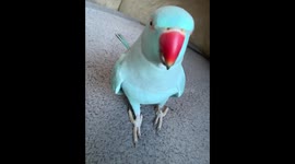 Cute blue parrot is a total chatterbox with a high opinion of himself