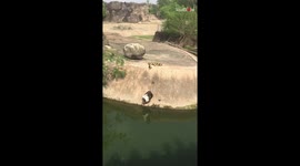Ducklings become star attraction at US zoo with their dramatic struggles with steep bank