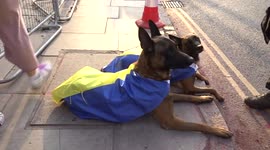 Dogs draped in Ukrainian colours for protest outside Russian Embassy in London