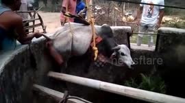 Bull rescued from 30-feet-deep well using crane in central India