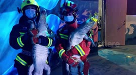 Firefighters catch escaped alligators at Chinese aquarium (longer version)