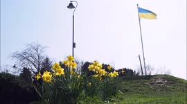 Yellow Spring daffodils with blue skies and a Ukrainian solidarity flag in Kent, UK