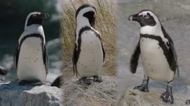 Adapt and survive: the story of African penguins