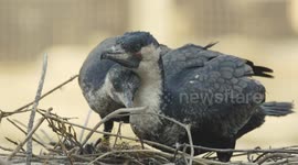 How birds that can't fly scare off predators