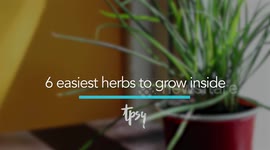 Grow these easy herbs inside your place