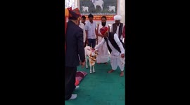 Calf gets full naming ceremony, horoscope and festival from north Indian family