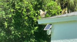 When nature calls even wildlife have to give in!! as a Hawk leaves a little gift on the rooftop!!