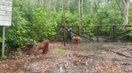 Behavior of Orangutans in Feeding Area  (Orangutans On Feeding Platform)