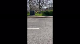 Young women steels flowers