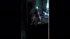 My dog Jessica can open doors