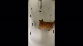 A funny video of a cat drinking water from the bath tub