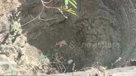 Deer rescued after falling into dry well in central India
