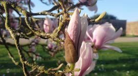 Blossom at spring at Hampton court