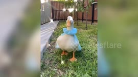 US 17-year-old becomes viral sensation with funny videos of everyday life - with her PET DUCK