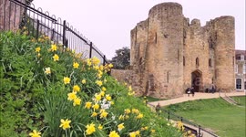 Overcast weather and daffodils at Tonbridge Castle on Mother's day in Kent, UK