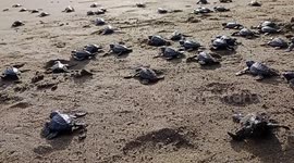 Dozens of rare turtle babies scramble to sea after release in Indonesia