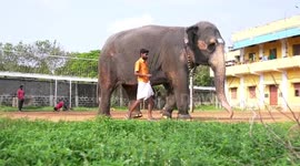 To beat the heat,  jumbo in South India baths in the bath tub that also has a big shower