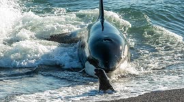Remarkable footage shows orca stranding to catch sea lions on Argentinian beach