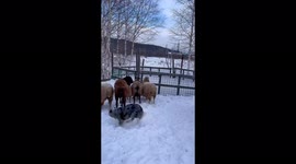 A border collie named Eri works with sheep