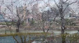 Cherry Blossoms Begin to Bloom in South Korea