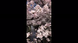 Japan: Cherry Blossoms In Tokyo Reach Full Bloom 2
