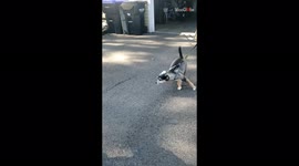 'Adorable dog loses his mind while reuniting with 'daddy' after 10 days '