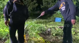 Snake wranglers catch massive king cobras terrorising residents in eastern Thailand