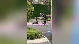 Sweet moment elderly man scatters petals for wife's photos