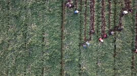 Summer Agriculture in Taizhou, Jiangsu, China