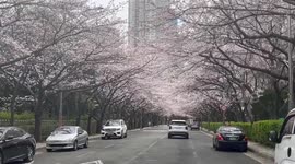 Beautiful scenes as cherry trees blossom in South Korean city