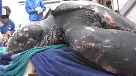 Rescue of injured 230KG leatherback turtle entangled in a FISHING NET in Spain.
