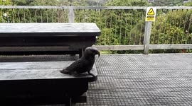 Friendly Kaka visiting us outside the house on Stewart Island, New Zealand