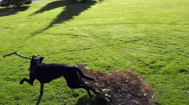 Our dog Rex playing with a large branch on the local park